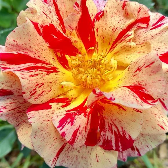 Profile Picture of Helen Howison (@helenhowison) on Poshmark