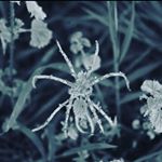 Profile Picture of Daniel Tirado Segarra (@nakadanielcook) on Instagram