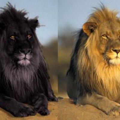 Profile Picture of Chris Traylor (@miketraylor161) on Twitter