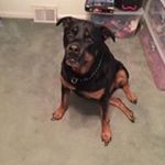 Profile Picture of Deborah Cahill-Stratton (@mrsbonz06) on Instagram