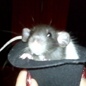 Profile Picture of Dita Voncheese (@frankflamingo) on Myspace