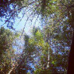 Trevor Cory - Instagram Profile Picture of Trevor Cory (@blindroots) on Instagram