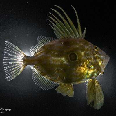 Profile Picture of Colin Garrett (@colinandrutzen) on Twitter