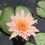 Profile Picture of David Hollander (@belovedmightyiampresence) on Instagram