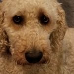 Profile Picture of Lisa DePietro Osborne (@losborne1960) on Instagram