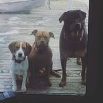 Profile Picture of copper,jewl and ruby (@beagle.and.pitty.adventures) on Instagram