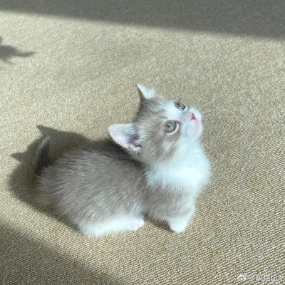 Profile Picture of Graciegao (@Gracie_GY) on Twitter