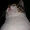 Profile Picture of ChrisAnton (@@chris_antonopoulos) on Tiktok