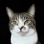 Profile Picture of Brian Tighe (@brianctighe) on Instagram