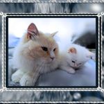 Wanda Berger - Instagram Profile Picture of Wanda Berger (@gentlebubblesragdolls) on Instagram