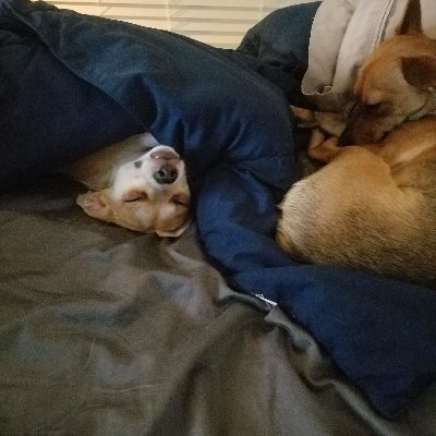 Profile Picture of Brendan Lin (@Br_eads) on Twitter