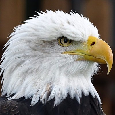 Profile Picture of Robert McMurtry Jr. (@Finesseyou_) on Twitter