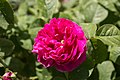 Profile Picture of Rosa 'de Rescht'on Wikipedia