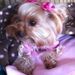 Profile Picture of Paula Bradwell (@corkybny) on Pinterest