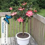 Profile Picture of Diane Bolduc (@diane.bolduc.37) on Instagram