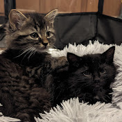 Profile Picture of Daniel Cowen (@danielcowen2311) on Youtube