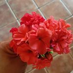 Profile Picture of Rosa María Prego Chouza (@pregochouza) on Instagram