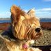 Profile Picture of Anna Anzilotti-Noble (@annanoble1969) on Pinterest