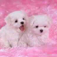 Profile Picture of Astrid Ayala (@Astridayala16) on Twitter