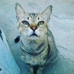 Profile Picture of Caroline Ricardo Morais De Deus (@carolzinhalove85) on Instagram