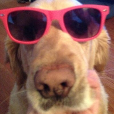 Profile Picture of Ellen Hogan (@EHogan117) on Twitter