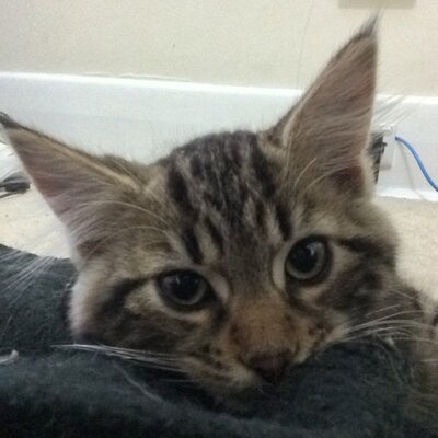 Profile Picture of Ahmad Afiq Hazim (@arefiqrc) on Twitter
