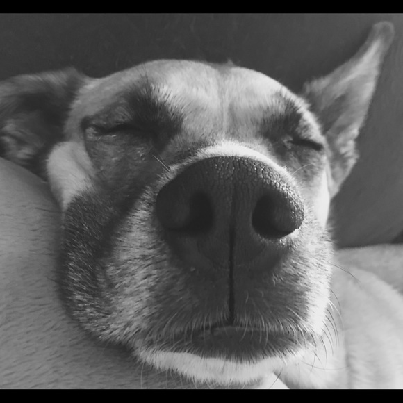 Profile Picture of Dana Schaefer (@cnaladybug79) on Poshmark