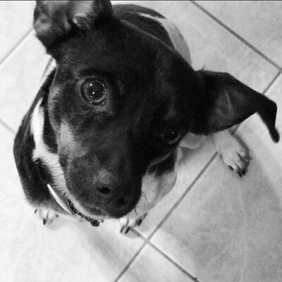 Profile Picture of Ollie The Dog (@EarlOfCedrick) on Twitter
