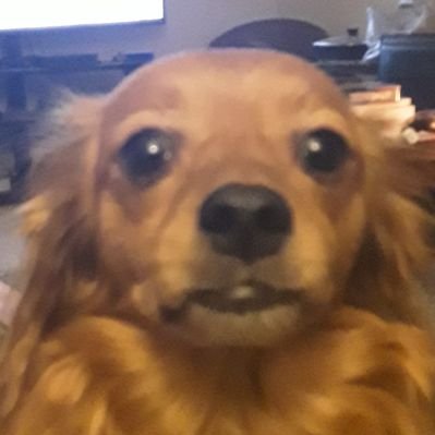 Profile Picture of Andrew Palmore (@apalmore08) on Twitter