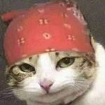 Profile Picture of Matthew Bardell (@itsyaboiscollies) on Instagram