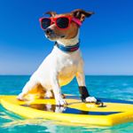 Profile Picture of Dawn Wolfe (@srqdogtrainer) on Instagram