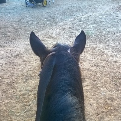 Profile Picture of Laurie Swafford (@thunderhorse58) on Twitter