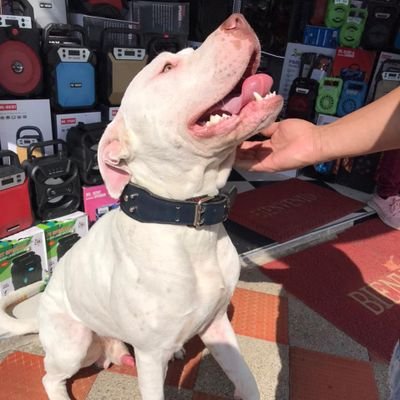 Profile Picture of Thomas Quesada (@ThomasQuesada17) on Twitter