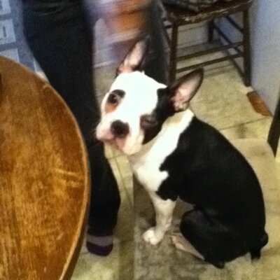 Profile Picture of Sandra Nadeau (@minibubulle) on Twitter