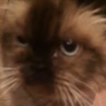 mulder - Instagram Profile Picture of mulder (@kyleifornia) on Instagram