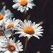 Profile Picture of Lea Levy (@leaslevy) on Pinterest