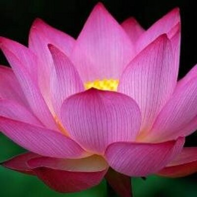 Profile Picture of Jenny Seguin (@JennySeguin7) on Twitter