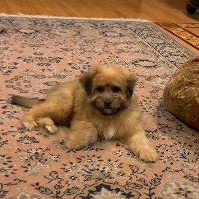 Profile Picture of Greg Coppola (@coppolagreg14) on Twitter