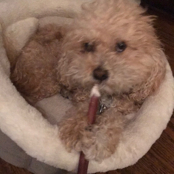 Profile Picture of Kellykelly Boeder (@kellyboeder) on Poshmark