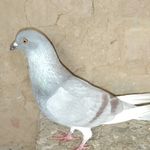 Profile Picture of James Pagani (@james.pagani.758) on Instagram