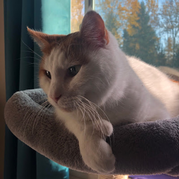 Profile Picture of Robin Higman (@konacolorkitten) on Poshmark