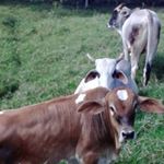 Deivy Briceño - Instagram Profile Picture of Deivy Briceño (@briceno.deivy) on Instagram