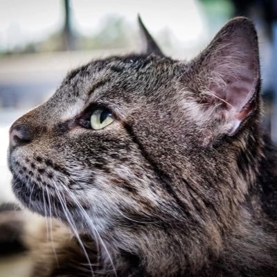 Profile Picture of Mary Russell (@maryrcpa) on Twitter