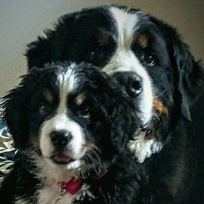 Profile Picture of Benjamin B. And Lilly Kennedy (@LillyKe64186991) on Twitter