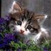 Profile Picture of Sonia Dupont (@sonia.dupont.583) on Facebook