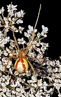 Profile Picture of Theridiidae - Wikipedia, the free encyclopediaon Wikipedia