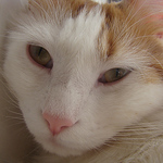 Profile Picture of Roberto  Reyes (@Roberto Reyes Padron) on Flickr