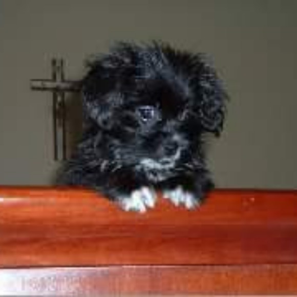 Profile Picture of Susan Latella (@sneezy1176545) on Poshmark