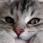 Profile Picture of Аlice (@pandochkaaaaaa_prvt) on Instagram