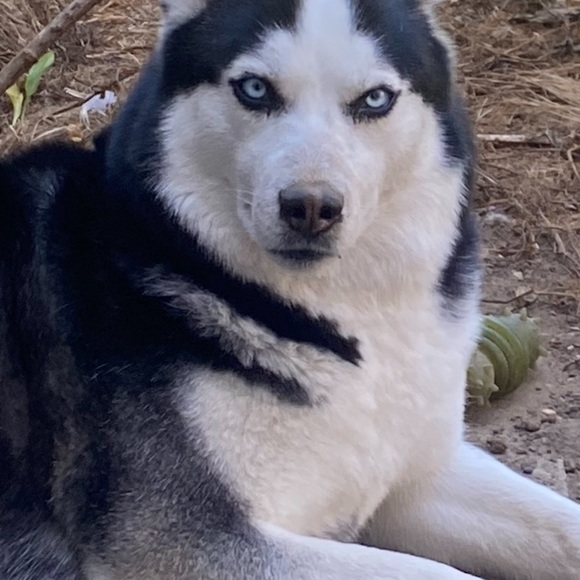 Profile Picture of Cherry Carballo (@che4793) on Poshmark